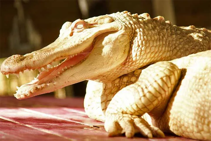 De acordo com o site IFLScience, jacarés leucísticos machos como Thibodaux chegam a 3,4 metros na idade adulta. 
