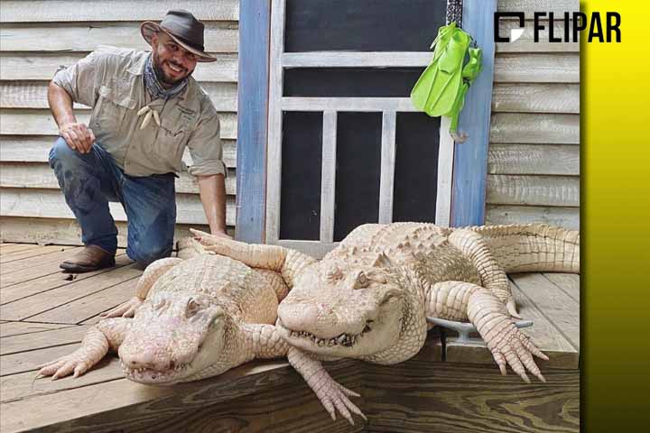 De acordo com o parque, é apenas o sétimo jacaré leucístico existente no mundo e em Gatorland há três deles. Thibodaux, do zoológico de Omaha, está nessa lista. 

