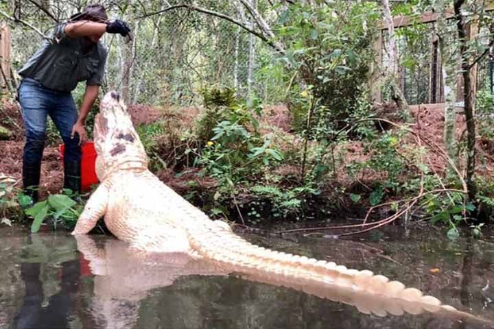 Essa espécie pode viver até 50 anos e só é encontrada em território norte-americano. 
