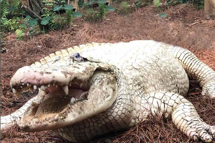 Essa incomum variação genética faz com que a produção de melanina seja deficiente, o que se traduz na pele translúcida. 
