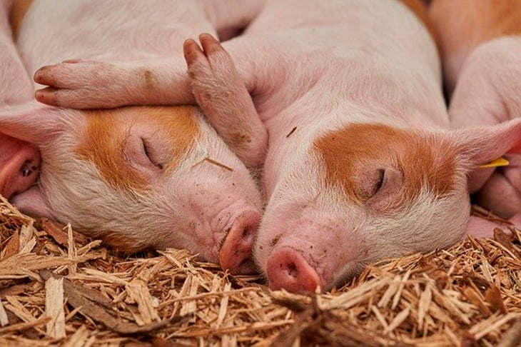 Mas o que seria o biogás que é gerado pelas fezes deste animal?