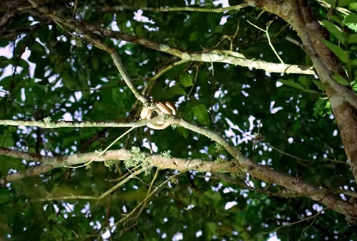 O influenciador também explicou que as cobras não ficam expostas no solo porque já extinguiram os animais terrestres da ilha, restando apenas aves como presas. Confira os outros quatro lugares eleitos pelo youtuber como os mais mortais do mundo!