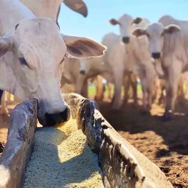 Não apenas isso: o Paraná tem grande potencial a partir dos dejetos gerados pela pecuária, suinocultura ou avicultura, já que é um grande produtor dos ramos.