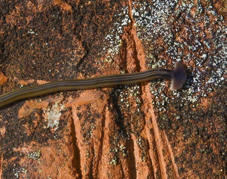 Alguns biólogos começaram a demonstrar preocupação com a chegada desse verme porque ele é um animal muito destrutivo, que representa uma ameaça aos ecossistemas.