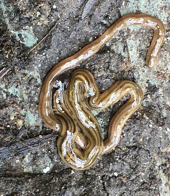 Ele é um predador voraz de pequenos animais, como insetos, minhocas, caracóis, vermes menores, e às vezes até de sua própria espécie. Geralmente é encontrado em solos úmidos.