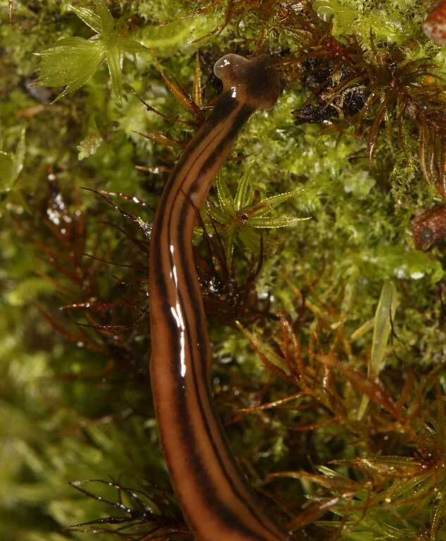 O verme cabeça de martelo prefere ambientes úmidos e sombrios, como florestas, jardins e áreas úmidas. Geralmente pode ser encontrado sob pedras, troncos de árvores e folhas em decomposição.