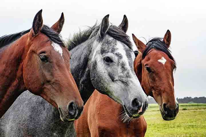 Um estudo da Universidade de Sussex, publicado na revista Biology Letters, revelou que cavalos são capazes de reconhecer expressões faciais humanas, distinguindo emoções como alegria e raiva.