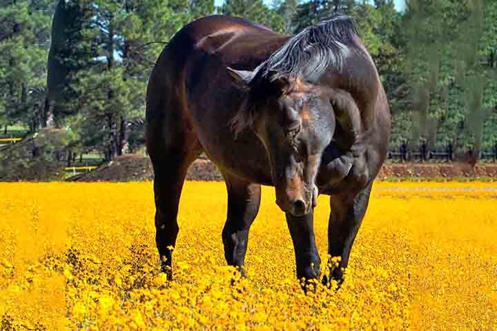 Uma curiosidade sobre os cavalos é que eles dormem em pé, graças a um mecanismo de bloqueio das articulações.