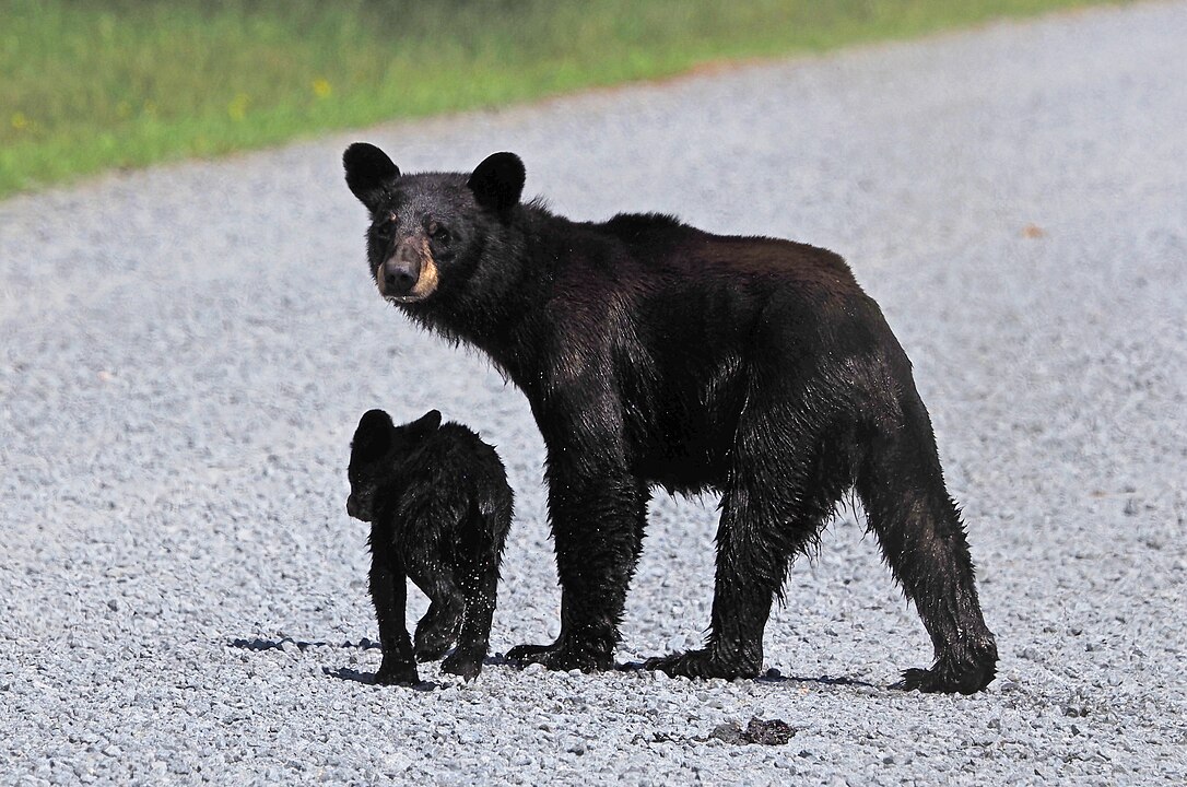O urso negro geralmente vive geralmente até  15 anos, mas alguns podem alcançar até 40 anos