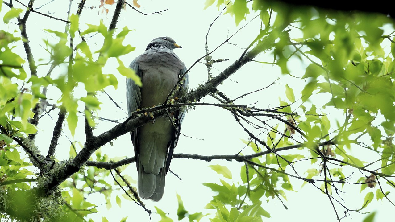 O portal do parque exalta a biodiversidade informando que a área tem 52 espécies de flora e fauna nativas com risco de extinção, o que exige responsabilidade no trato com a natureza.