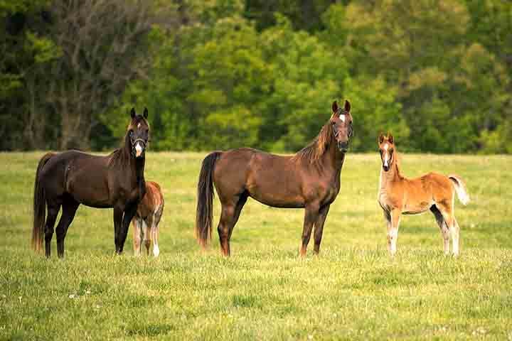 Há centenas de raças de cavalos espalhadas pelo mundo, cada uma com características específicas adaptadas a climas, funções e ambientes diferentes.