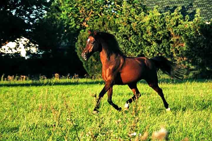 Os cavalos possuem corpos musculosos, pernas longas adaptadas para corrida e cascos que funcionam como estruturas de proteção. 