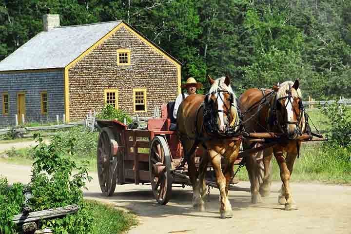 Outras, como o Percheron ou o Clydesdale, são famosas pela força e são tradicionalmente usadas em trabalhos pesados, como puxar carroças e arados.