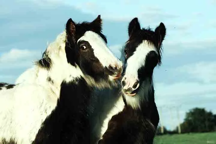 São mamíferos herbívoros, conhecidos por sua força, velocidade e inteligência, além de estabelecerem fortes laços afetivos com humanos e outros animais.