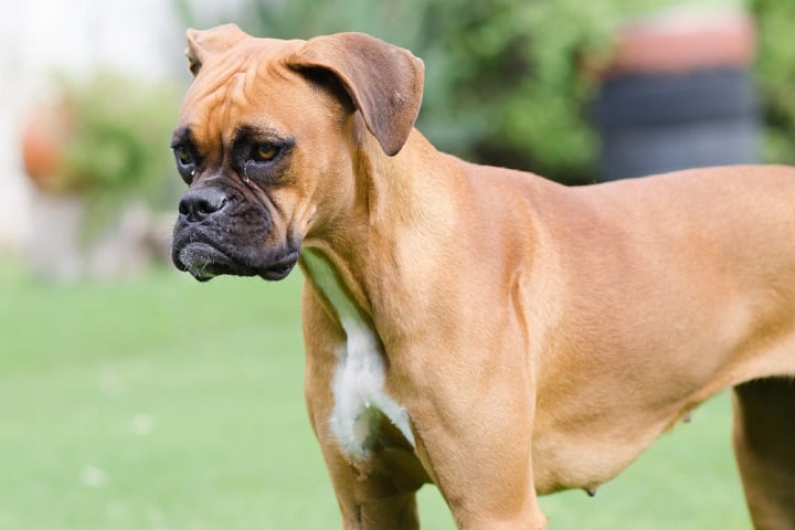 Bullmastiff: Essa raça originária da Inglaterra foi criada para proteger propriedades. Apesar da aparência imponente, musculosa e expressão séria, é, na verdade, um cão calmo, leal e muito protetor com a família.