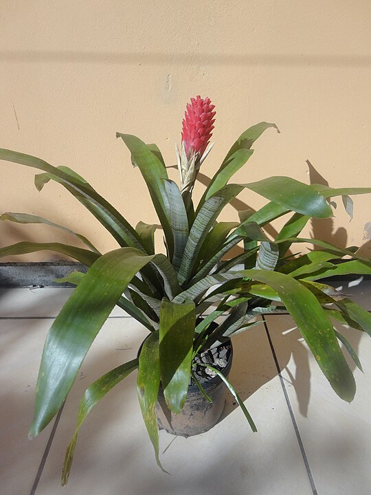 Plantas que tenham espaço fundo entre as folhas e fiquem em áreas abertas (sob chuva) também devem ser observadas. É o caso de bromélias, que, por seu formato, permitem o acúmulo de água em suas folhas. É necessário sempre retirar essas pequenas poças da planta.