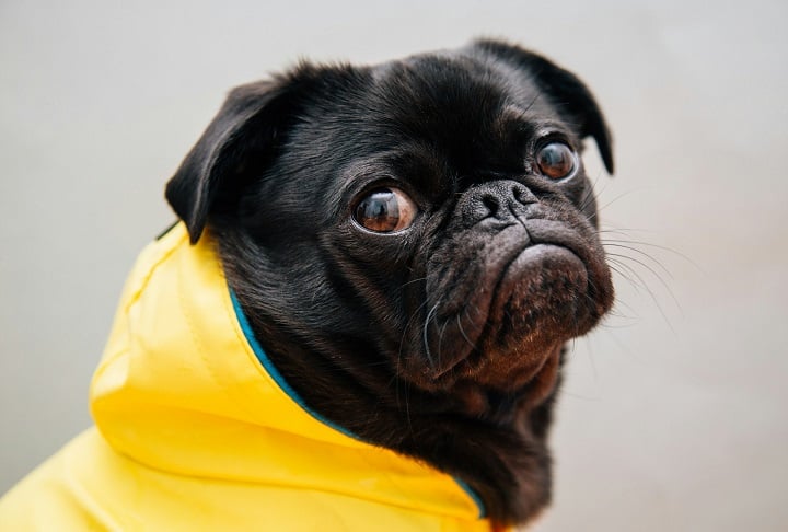 É claro que nem todas as raças se saíram bem no teste da beleza matemática. Veja três raças famosas que ficaram entre os últimos colocados!