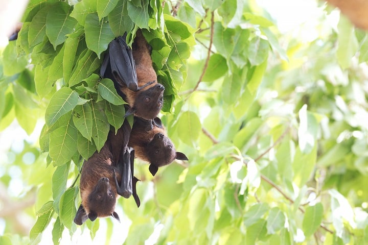 Com isso, a Dipteryx oleifera serve de abrigo e alimento para diversas espécies, incluindo morcegos, aves e roedores que consomem seus frutos.