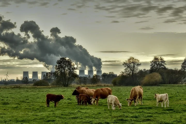 Isso serviu para reduzir a emissão de metano, um gás altamente poluente liberado durante a decomposição de alimentos. 