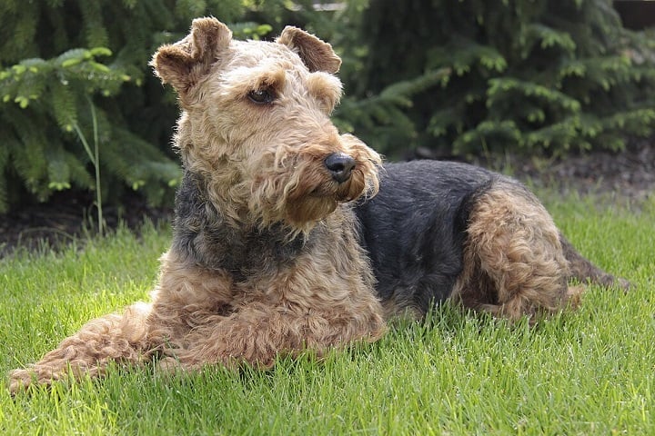 5º) Welsh Terrier: Raça britânica de porte médio, conhecida por sua pelagem densa e dura, geralmente em tons de preto e castanho. É corajoso, brincalhão e muito leal, sendo um ótimo cão de companhia para famílias ativas. 