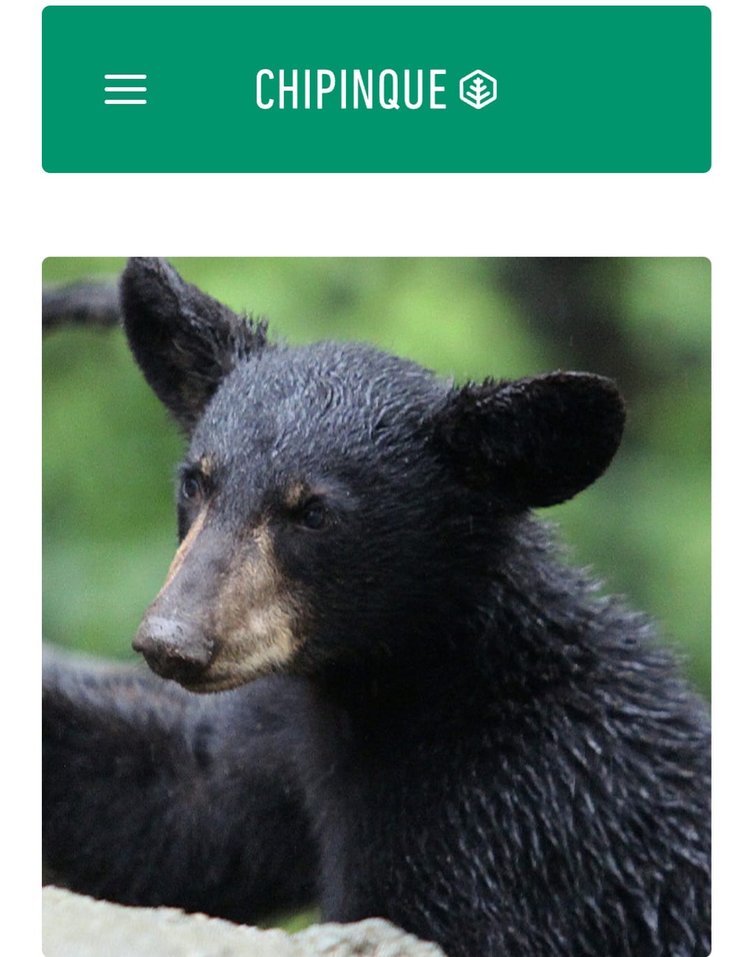 No site oficial do Parque a presença de animais silvestres, para o convívio com os visitantes, é destacada como um dos fatores positivos do passeio. E a principal foto sobre a fauna é justamente do urso-negro.