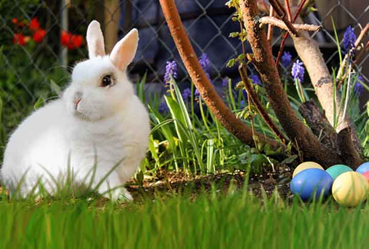 Diz-se também que coelho e os ovos – elementos pagãos - eram vistos na Antiguidade como símbolos da fertilidade. Assim, à medida que esses povos foram cristianizados, esses elementos foram incluídos na festa cristã.