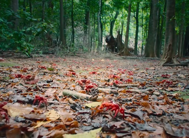 No entanto, a crescente urbanização da ilha e as mudanças climáticas vêm ameaçando esse ciclo natural.