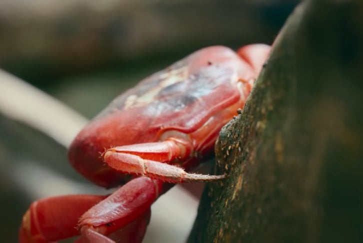 Para os visitantes da Ilha Christmas, a migração dos caranguejos-vermelhos gigantes é uma experiência única e inesquecível. Confira outras curiosidades sobre essa espécie fascinante!