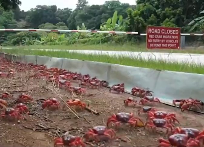 Na peregrinação, os caranguejos-vermelhos gigantes, que também são chamados de caranguejos terrestres da Ilha Christmas (Gecarcoidea natalis), viajam do interior da ilha para o mar para acasalar.




