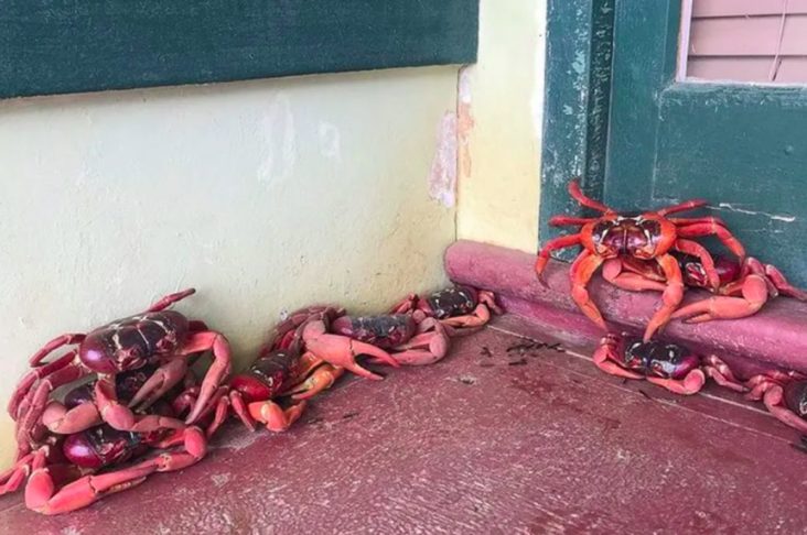 Os caranguejos se movem em massa em direção ao oceano, cruzando estradas e invadindo casas e jardins. 