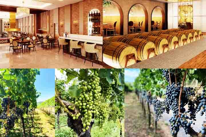 O Sul do Brasil é um destino encantador para os amantes de vinho e boa gastronomia. Repleto de vinícolas premiadas, paisagens deslumbrantes e experiências únicas, a região oferece desde tours com degustações até hospedagens diferenciadas. 