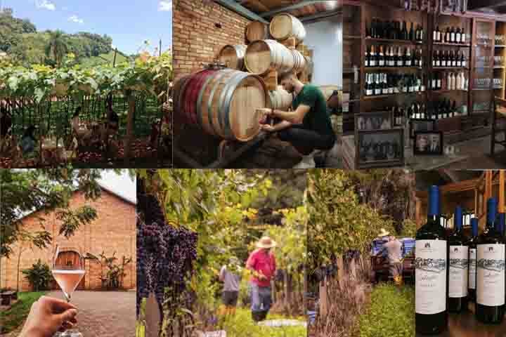 Há também opção de almoço harmonizado, com receitas da casa. O passeio inclui ainda visita à vinícola, passeio de trator e brunch noturno. Uma experiência imersiva e divertida em meio às videiras.