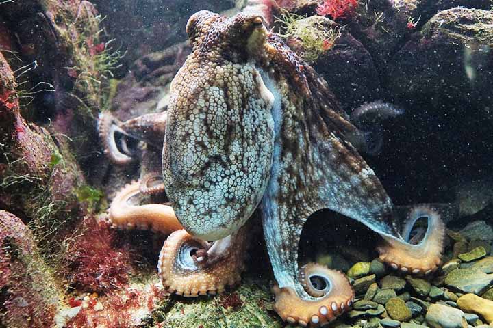 Mesmo com tantos avanços no entendimento desses animais, ainda há muito a ser explorado. O funcionamento exato da comunicação entre cérebro central e braços, o grau de autonomia dos membros, os limites de sua memória e aprendizado — tudo isso ainda está sendo estudado.