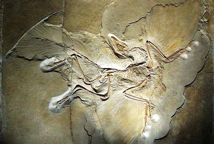 Archaeopteryx é um gênero fóssil de dinossauro terópode emplumado. Assim, a espécie-tipo é denominada Archaeopteryx lithographica e algumas vezes é referida pela palavra alemã Urvogel, que significa primeira ave ou ave original. 