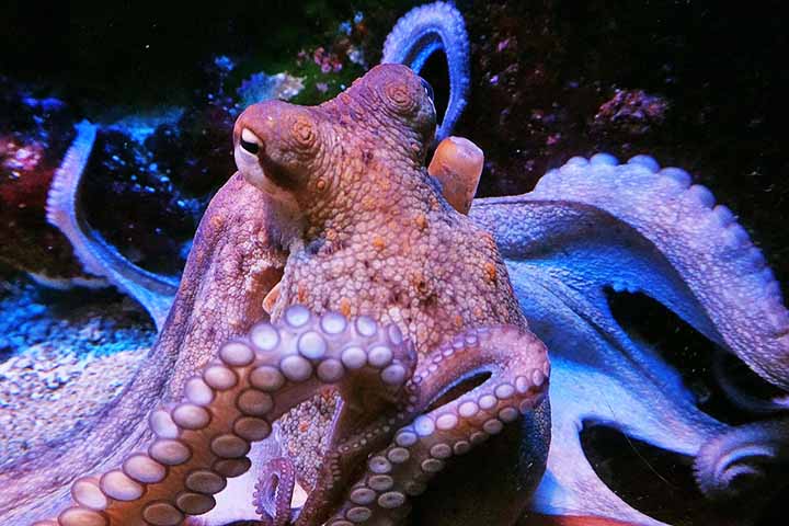 É importante lembrar que os polvos são invertebrados, ou seja, não têm coluna vertebral nem estrutura óssea rígida. Ainda assim, exibem comportamentos tão complexos quanto os de mamíferos e aves.