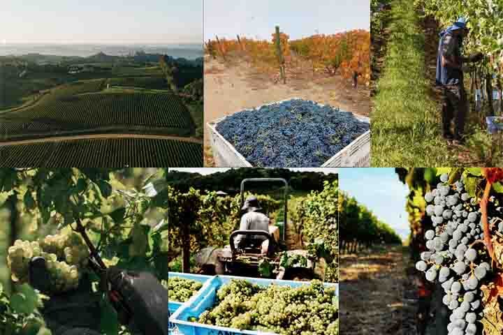 Encerrar um roteiro pelo Sul do Brasil é como brindar ao que há de melhor em charme, sabor e experiência. Das vinícolas premiadas às paisagens deslumbrantes da Serra Gaúcha e Catarinense, cada parada oferece uma imersão única na cultura, na gastronomia e na arte de bem receber.