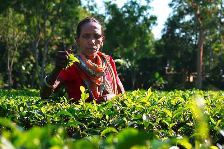A situação levou a Índia a intervir diretamente no conflito em dezembro de 1971. Após rápidas ofensivas militares, as tropas paquistanesas se renderam em 16 de dezembro de 1971, marcando o nascimento oficial da República Popular de Bangladesh.