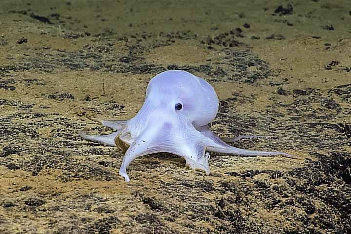 Essa configuração incomum faz com que os braços possam agir, reagir e aprender de forma independente, mesmo quando desconectados do cérebro principal.