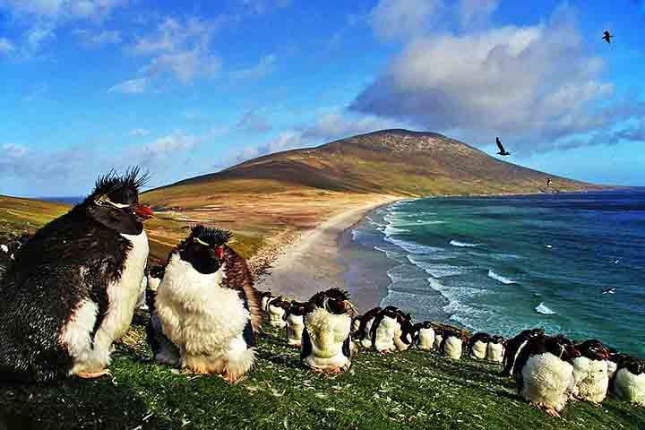 Saunders Island é a quarta maior ilha das Malvinas e um verdadeiro santuário para amantes da natureza. A ilha abriga cinco espécies de pinguins, além de albatrozes, corvos-marinhos e outras aves marinhas.