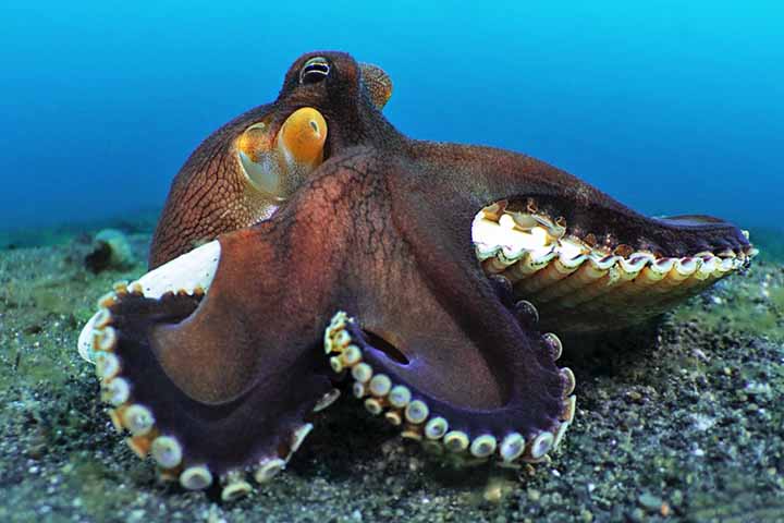 Mas o que realmente o coloca em um patamar único é sua estrutura cerebral, completamente diferente da maioria dos animais complexos. Enquanto mamíferos e aves possuem um sistema nervoso centralizado no cérebro, os polvos seguem um caminho bem diferente.