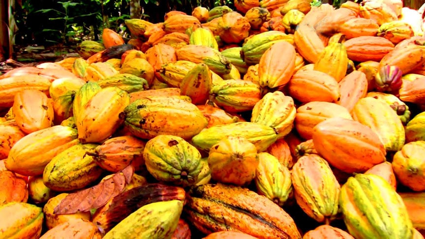 Acredita-se que o cacau contenha cerca de 380 produtos químicos , inclusive os flavonoides – substâncias com ação antioxidante que atuam na preservação celular, no cérebro, na saúde cardiovascular e no colesterol