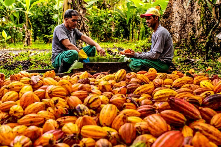 Os maiores produtores de cacau no Brasil são os Estados do Pará e da Bahia, responsáveis por 90% da safra anual. 