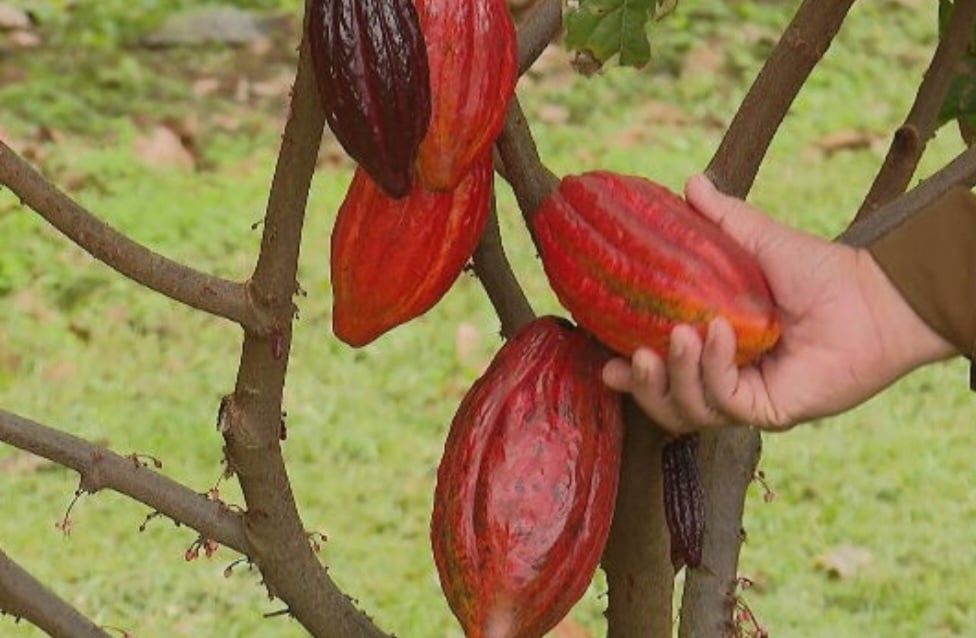 Os produtores ressaltam as vantagens de cultivar cacau, uma fruta que tem diversas utilizações.