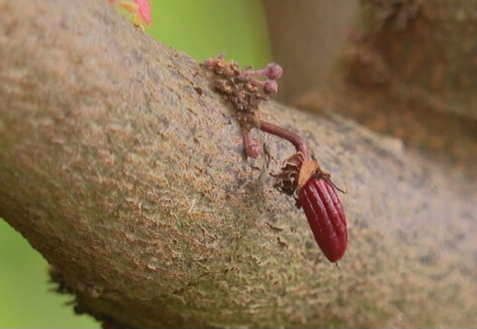 Depois do Pará e da Bahia, os maiores produtores de cacau no Brasil  são os estados do Espírito Santo, Rondônia, Amazonas e Mato Grosso.