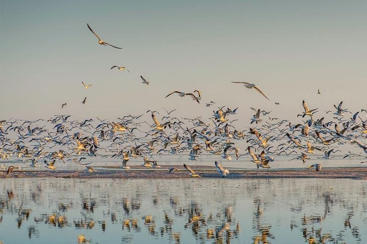 O Lago Salton também é um importante habitat para aves migratórias, sendo parte da Rota Migratória do Pacífico.