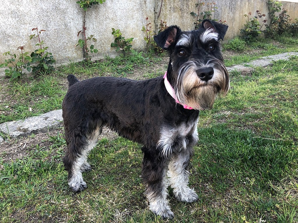O schnauzer miniatura é uma raça de cão de pequeno porte originária da Alemanha.