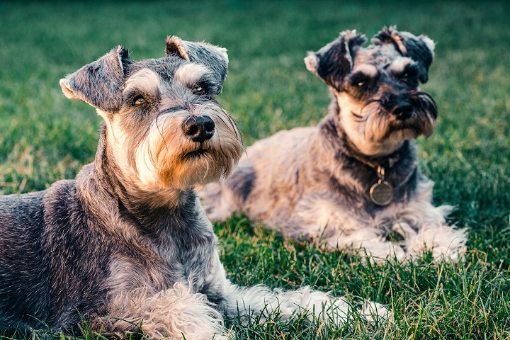 Além da aparência distinta, o schnauzer miniatura é conhecido por seu temperamento enérgico, amigável e alerta. É um excelente cão de companhia e um ótimo guardião.