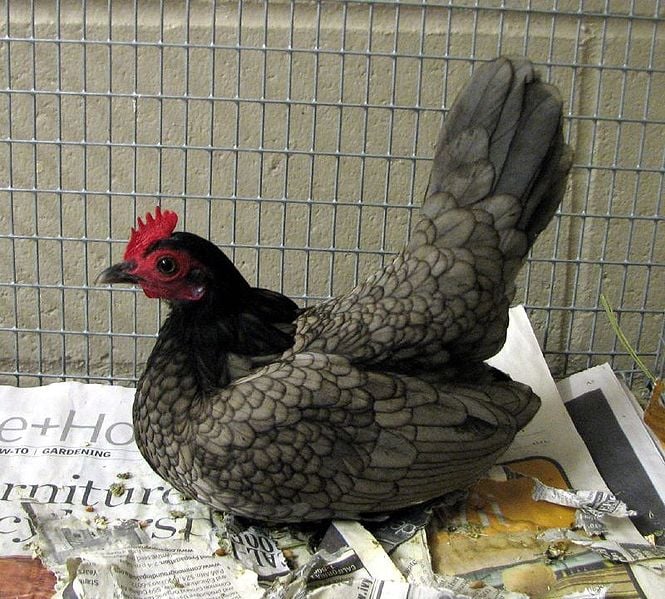 Galinha garnisé é uma nomenclatura popular para aves da raça menores que as galinhas domésticas comuns. São comuns em granjas de pequeno porte. 