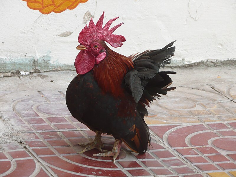 Os hábitos são iguais aos da galinha doméstica comum, o que muda é a menor quantidade de alimento que ingere. Entretanto, para que a ave produza ovos de qualidade, é necessário que receba boa alimentação. 