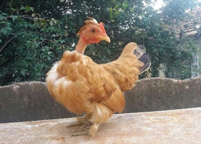 O especialista levantou algumas hipóteses para a anomalia: uma possível patologia da galinha,  deficiências alimentares e até mesmo estresse.